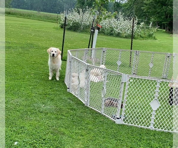 Medium Photo #13 English Cream Golden Retriever Puppy For Sale in MARSHFIELD, WI, USA