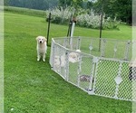 Small #12 English Cream Golden Retriever