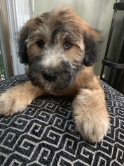 Soft Coated Wheaten Terrier Puppy for sale in RICHMOND, IL, USA