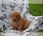 Puppy Gabby Golden Retriever