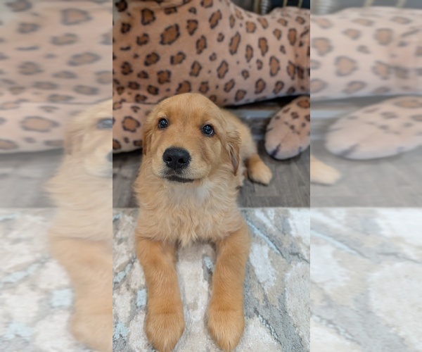 Medium Photo #9 Golden Retriever Puppy For Sale in SACRAMENTO, CA, USA