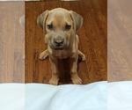 Small Photo #6 Cane Corso Puppy For Sale in DENVER, CO, USA