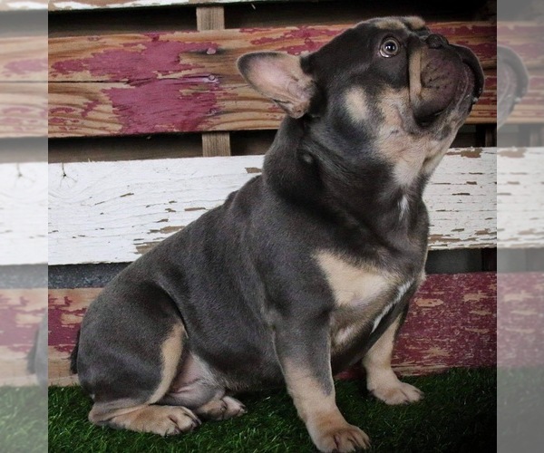 Medium Photo #1 French Bulldog Puppy For Sale in ARLINGTON, CA, USA