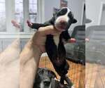 Small #3 Great Dane