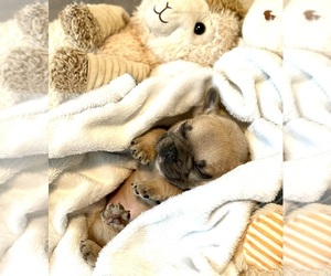 French Bulldog Puppy for sale in MOUNTAIN VIEW, MO, USA