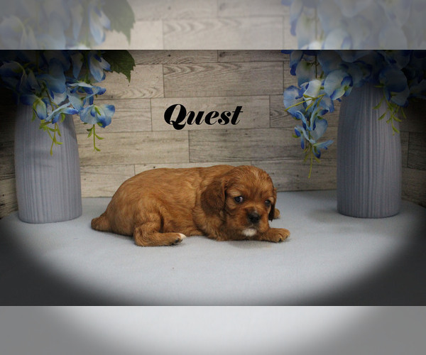Medium Photo #11 Cavalier King Charles Spaniel Puppy For Sale in CHANUTE, KS, USA