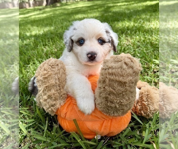 Medium Photo #14 Miniature Australian Shepherd Puppy For Sale in ANTHONY, FL, USA