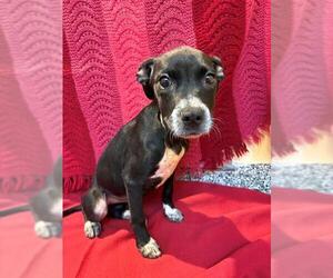 Labrador Retriever-Unknown Mix Dogs for adoption in Brewster, MA, USA