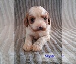 Small Photo #11 Cavapoo (Miniature) Puppy For Sale in STANLEY, WI, USA
