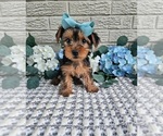 Small #4 Yorkshire Terrier