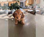Puppy Puppy 3 Dachshund