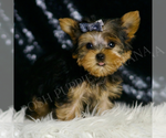Small #3 Yorkshire Terrier