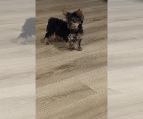 Medium Photo #4 Yorkshire Terrier Puppy For Sale in STUART, FL, USA