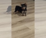 Small Photo #4 Yorkshire Terrier Puppy For Sale in STUART, FL, USA