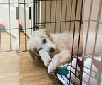 Small #2 Great Pyrenees