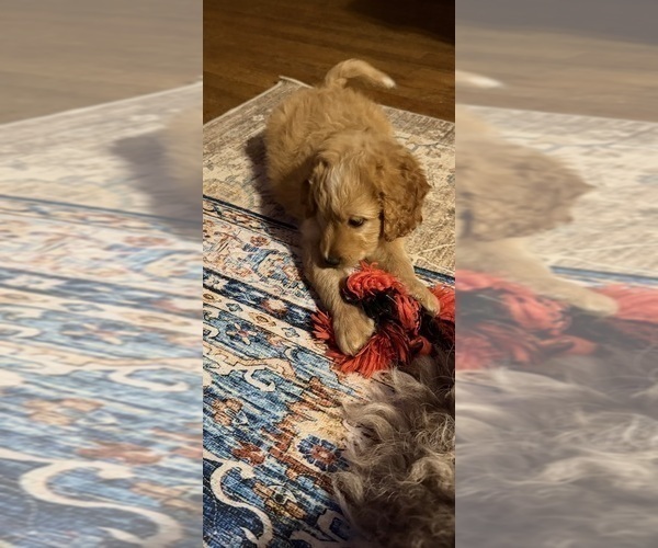 Medium Photo #13 Aussiedoodle Puppy For Sale in ASHEVILLE, NC, USA