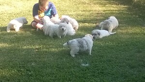 Great Pyrenees Puppy for sale in KINGMAN, IN, USA