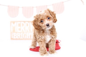 Cock-A-Poo Puppy for sale in NAPLES, FL, USA