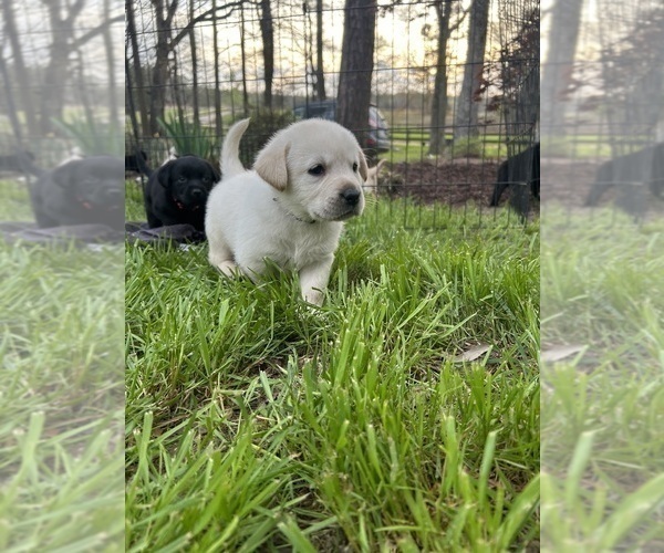 Medium Photo #6 Labrador Retriever Puppy For Sale in LOUISBURG, NC, USA