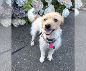 Jack Russell Terrier-Unknown Mix Dogs for adoption in Bellevue, WA, USA