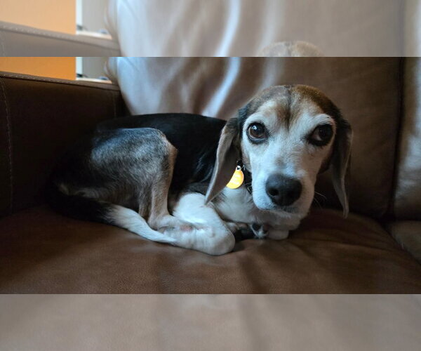Medium Photo #1 Beagle Puppy For Sale in St. Louis Park, MN, USA