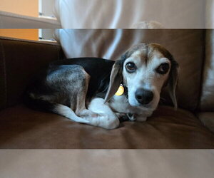Beagle Dogs for adoption in St. Louis Park, MN, USA