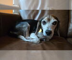 Small Beagle