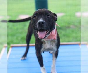 American Staffordshire Terrier-Unknown Mix Dogs for adoption in San Antonio, TX, USA