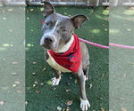 Small #1 American Pit Bull Terrier