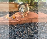 Small #4 Chihuahua Mix