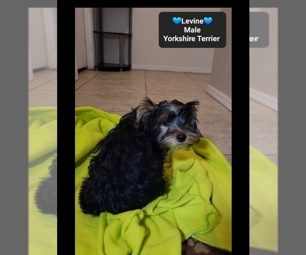 Medium Photo #2 Yorkshire Terrier Puppy For Sale in TUCSON, AZ, USA