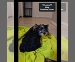 Small #1 Yorkshire Terrier