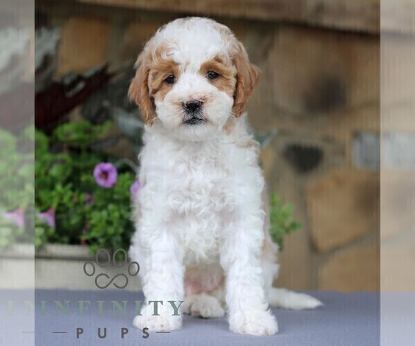Medium Photo #1 Goldendoodle (Miniature) Puppy For Sale in EAST EARL, PA, USA