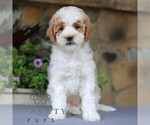 Small Photo #1 Goldendoodle (Miniature) Puppy For Sale in EAST EARL, PA, USA