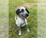 Small Pointer Mix