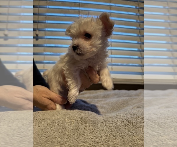 Medium Photo #4 Yorkshire Terrier Puppy For Sale in DOTHAN, AL, USA