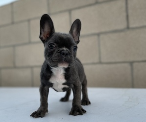 French Bulldog Puppy for sale in RIVERSIDE, CA, USA