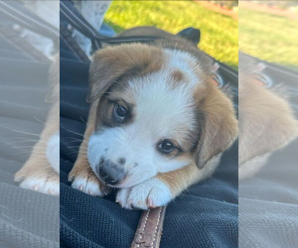 Medium Photo #6 Mutt Puppy For Sale in Laramie, WY, USA