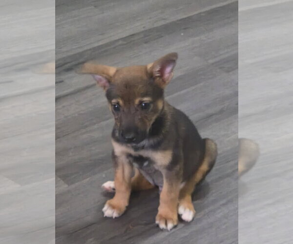Medium Photo #2 Mutt Puppy For Sale in Plainfield, IL, USA
