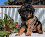 Small Photo #14 Poodle (Toy) Puppy For Sale in GOSHEN, IN, USA