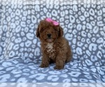Small #2 Cavapoo (Miniature)
