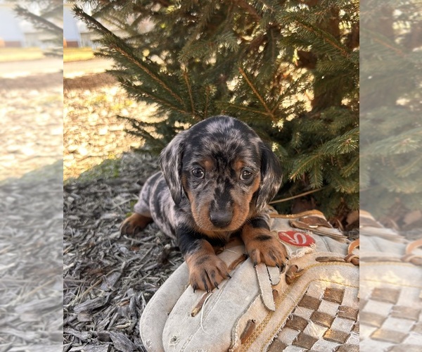 Medium Photo #5 Dachshund Puppy For Sale in MIDDLEBURY, IN, USA