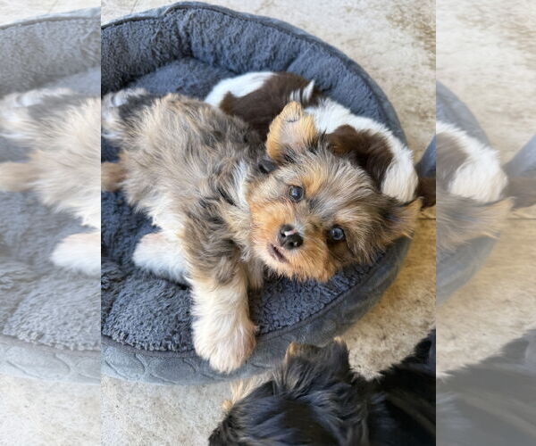 Medium Photo #2  Puppy For Sale in , 