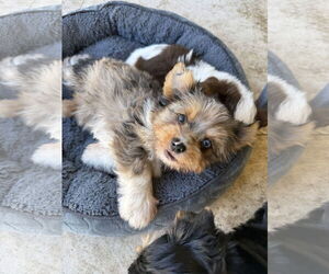 Mutt Dogs for adoption in Boca Raton, FL, USA