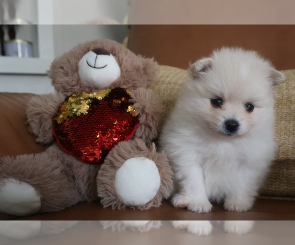 Medium Photo #12 Pomeranian Puppy For Sale in SUGAR LAND, TX, USA
