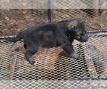 Puppy Puppy 3 German Shepherd Dog
