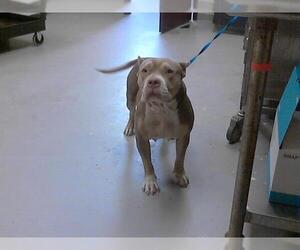 American Pit Bull Terrier Dogs for adoption in Fayetteville, NC, USA