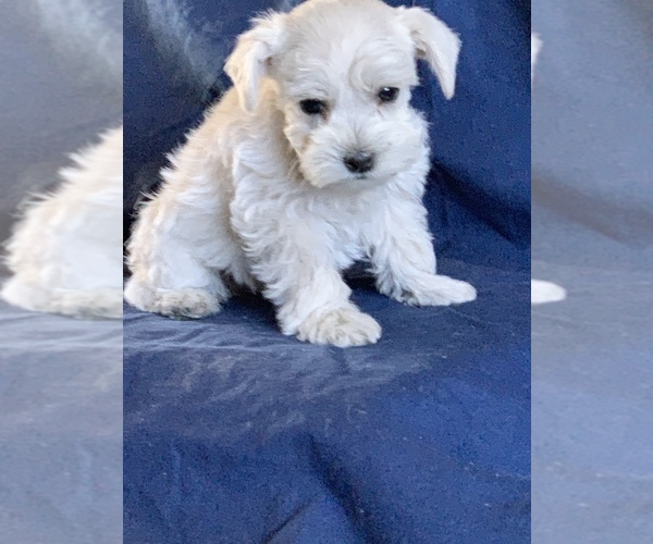 Medium Photo #3 Schnauzer (Miniature) Puppy For Sale in FOWLER, CO, USA
