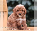 Small #4 Goldendoodle (Miniature)