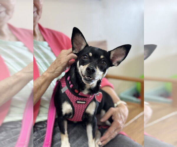 Medium Photo #5 Chihuahua Puppy For Sale in Mundelein, IL, USA